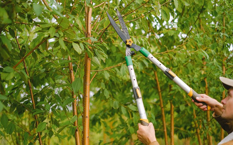 Tree trimming in Constable, NY